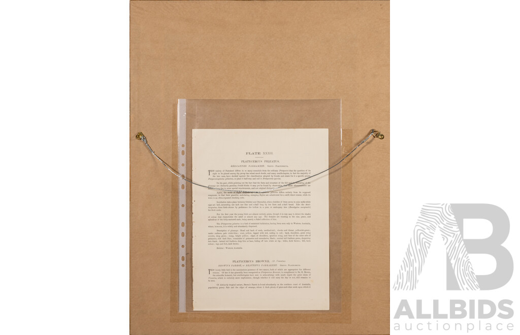 GJ Broinowski, (19/20th Centuries, Polish-Australian, 1837-1913), Red Capped Parakeet & Beautiful Parakeet [Platycercus Pileatus & Platycercus Brownii]; Wonderful Antique Lithograph, 67 x 53 cm (frame)