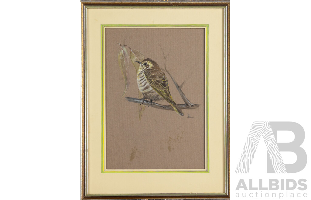 G. Negri (20th Century, Australian), Shining Bronze Cuckoo, Original Vintage Watercolour, 38 x 29 cm (frame)