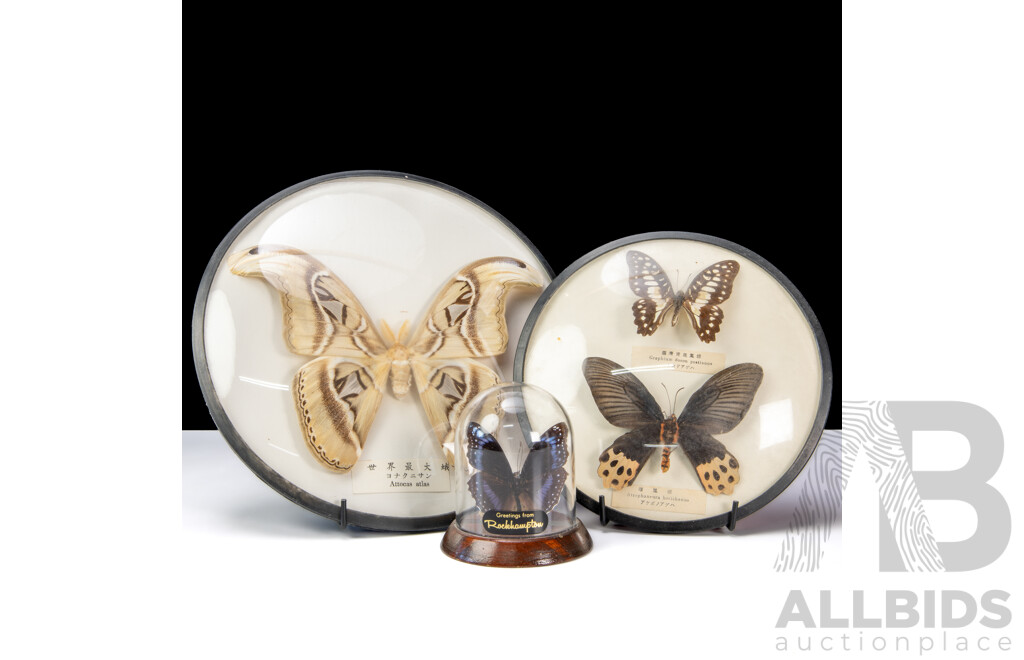 Collection of Four Vintage Mounted Butterflies