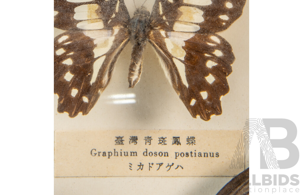 Collection of Four Vintage Mounted Butterflies