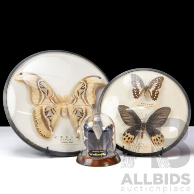 Collection of Four Vintage Mounted Butterflies