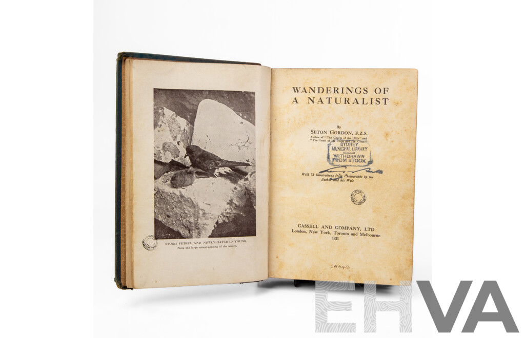 Wonderful Antique Copy of Wanderings of a Naturalist by Seton Gordon (Scottish, 1886-1977), Published by Cassel & Co, 1921