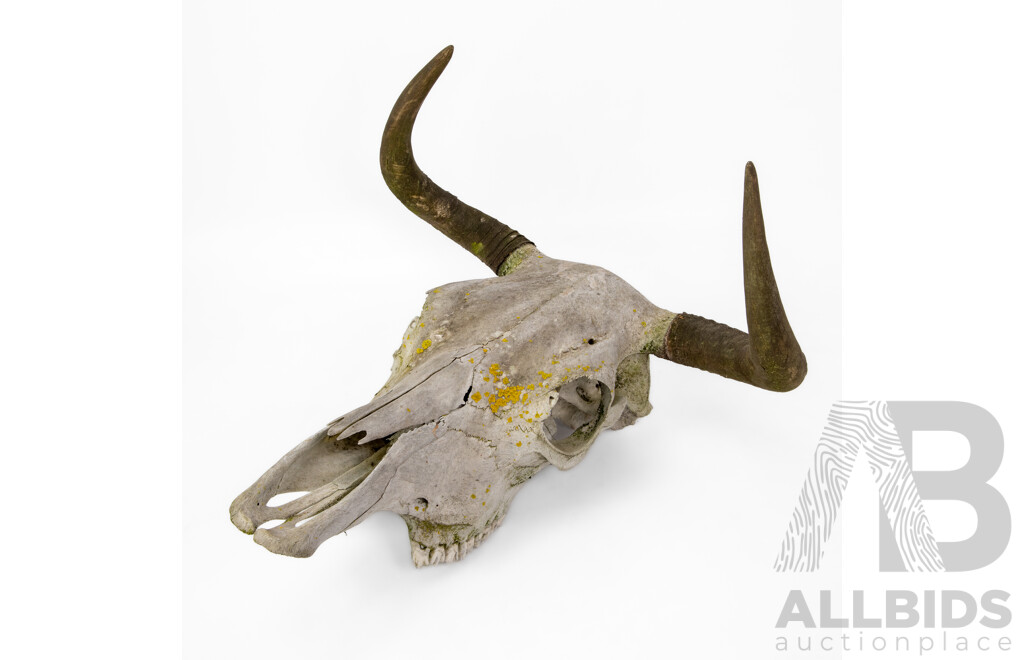 Vintage Cow Skull with Horns