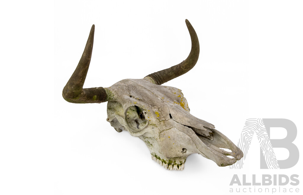 Vintage Cow Skull with Horns