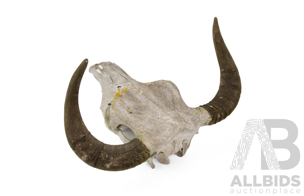 Vintage Cow Skull with Horns