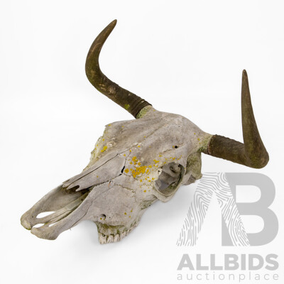 Vintage Cow Skull with Horns