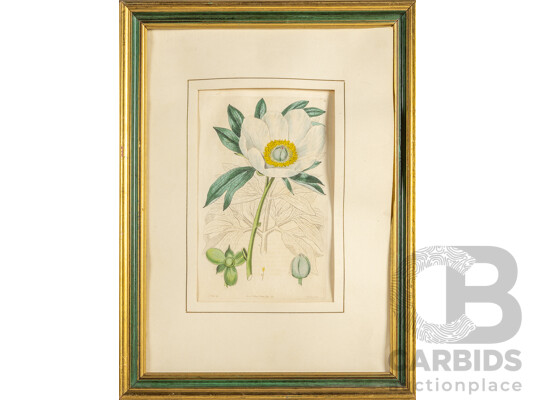 Edwin Dalton Smith (19th Century, British, 1800-1866/1883), Peony, Starfish Iris & Yellow-Flowered Splendid Cinquefoil, Wonderful Antique Trio of Hand Coloured Engravings (1825-1827), 40H x 30W cm (frames) (3)
