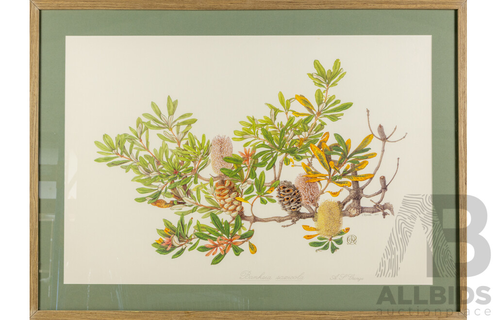 Celia Rosser (20th Century, Australian, 1930-), Banksia Saxicola, Quality Reproduction Colour Print After Original, 66 X 90 Cm (frame)