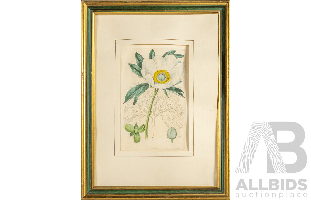 Edwin Dalton Smith (19th Century, British, 1800-1866/1883), Peony, Starfish Iris & Yellow-Flowered Splendid Cinquefoil, Wonderful Antique Trio of Hand Coloured Engravings (1825-1827), 40H x 30W cm (frames) (3)