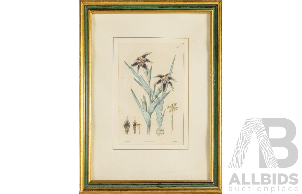 Edwin Dalton Smith (19th Century, British, 1800-1866/1883), Peony, Starfish Iris & Yellow-Flowered Splendid Cinquefoil, Wonderful Antique Trio of Hand Coloured Engravings (1825-1827), 40H x 30W cm (frames) (3)