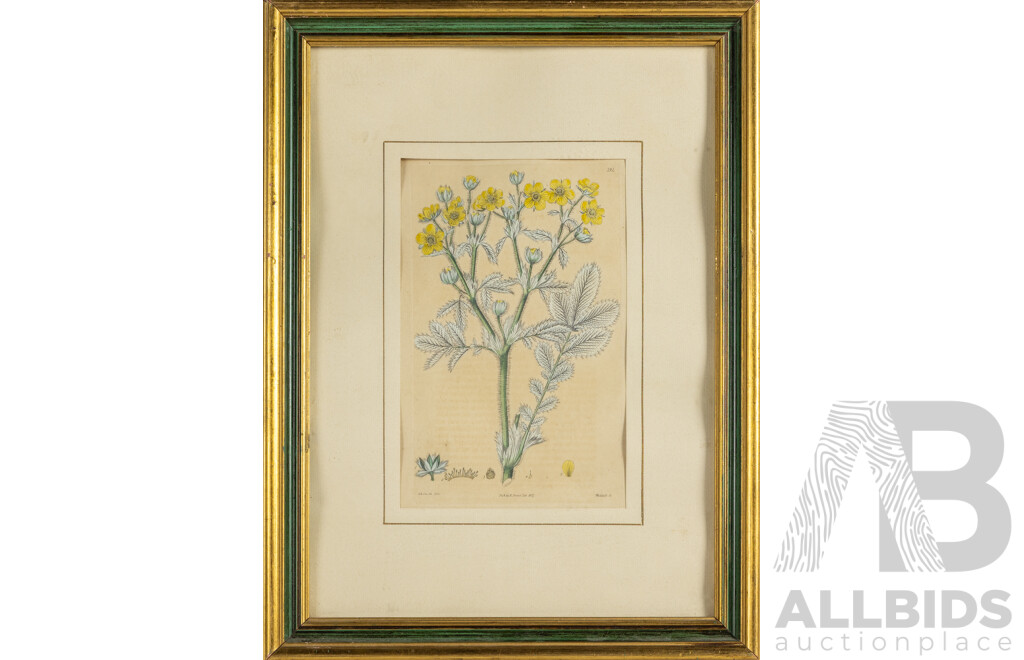 Edwin Dalton Smith (19th Century, British, 1800-1866/1883), Peony, Starfish Iris & Yellow-Flowered Splendid Cinquefoil, Wonderful Antique Trio of Hand Coloured Engravings (1825-1827), 40H x 30W cm (frames) (3)