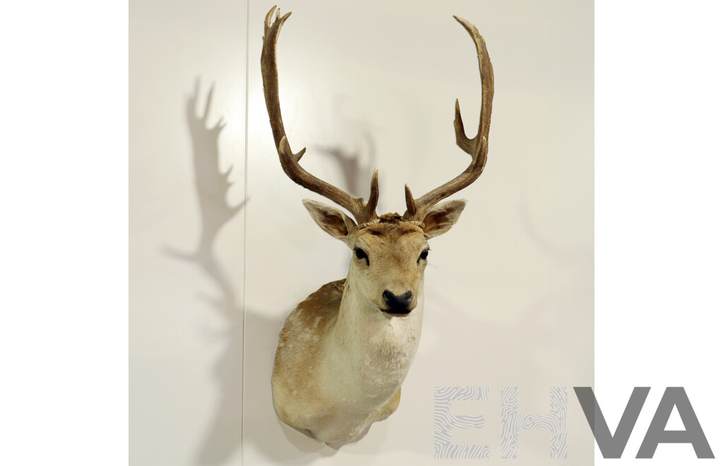 Taxidermy Mounted Deer Bust