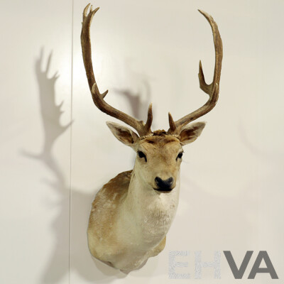 Taxidermy Mounted Deer Bust