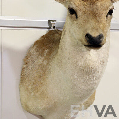 Taxidermy Mounted Deer Bust