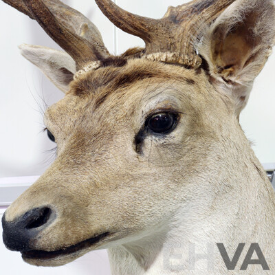 Taxidermy Mounted Deer Bust