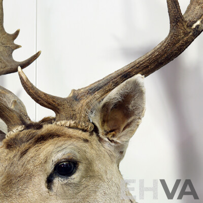 Taxidermy Mounted Deer Bust
