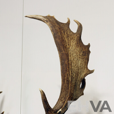 Taxidermy Mounted Deer Bust