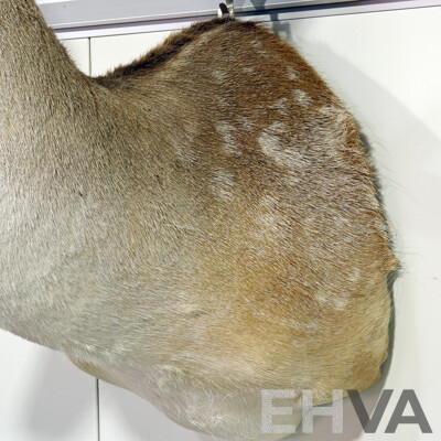 Taxidermy Mounted Deer Bust