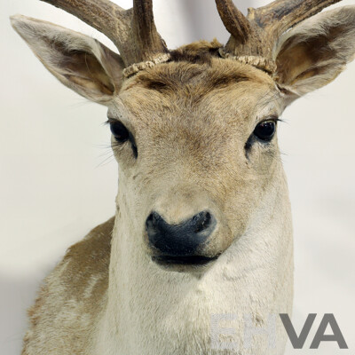 Taxidermy Mounted Deer Bust