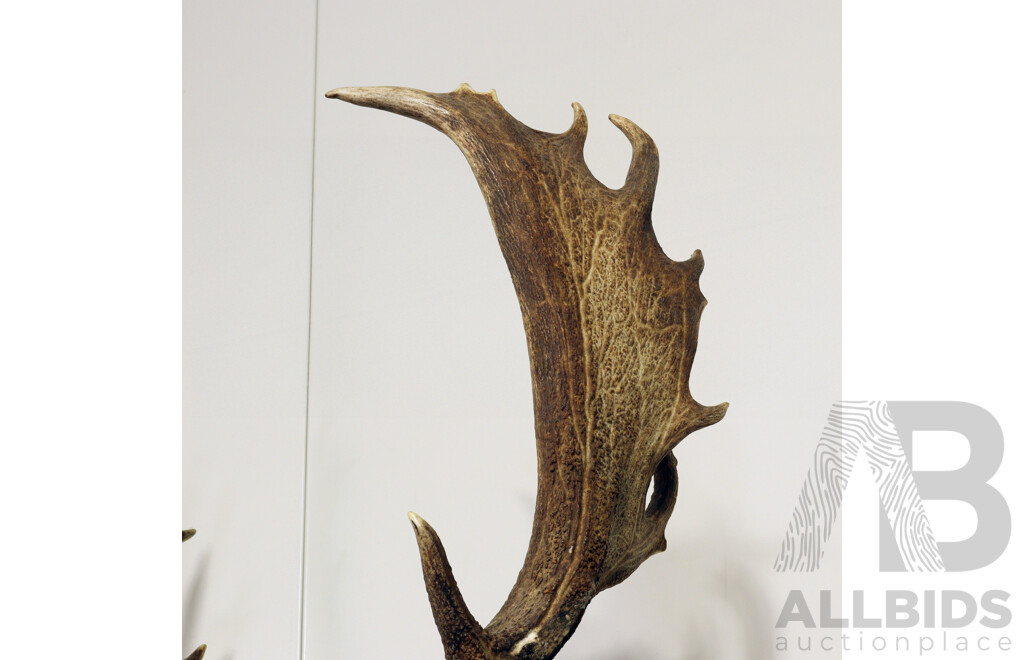 Taxidermy Mounted Deer Bust