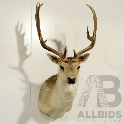 Taxidermy Mounted Deer Bust