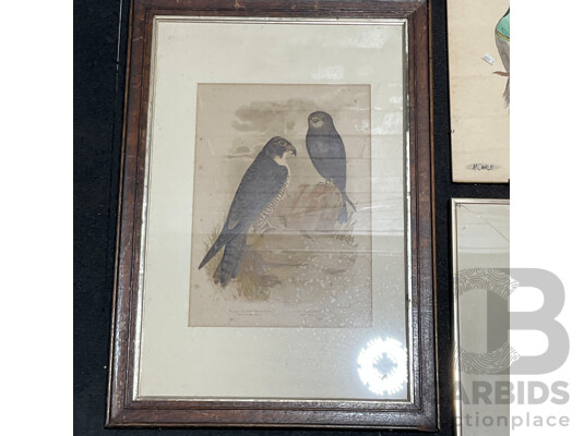 1662328 · Collection of Painting and Prints of Bird, Including Colour Lithograph Print From Gracius Joseph Broinowski's ''Birds of Australia'', Sir William Jardine's ''The Naturalist's Library'' and Watercolour Paintings by M. Carle - Lot of 6