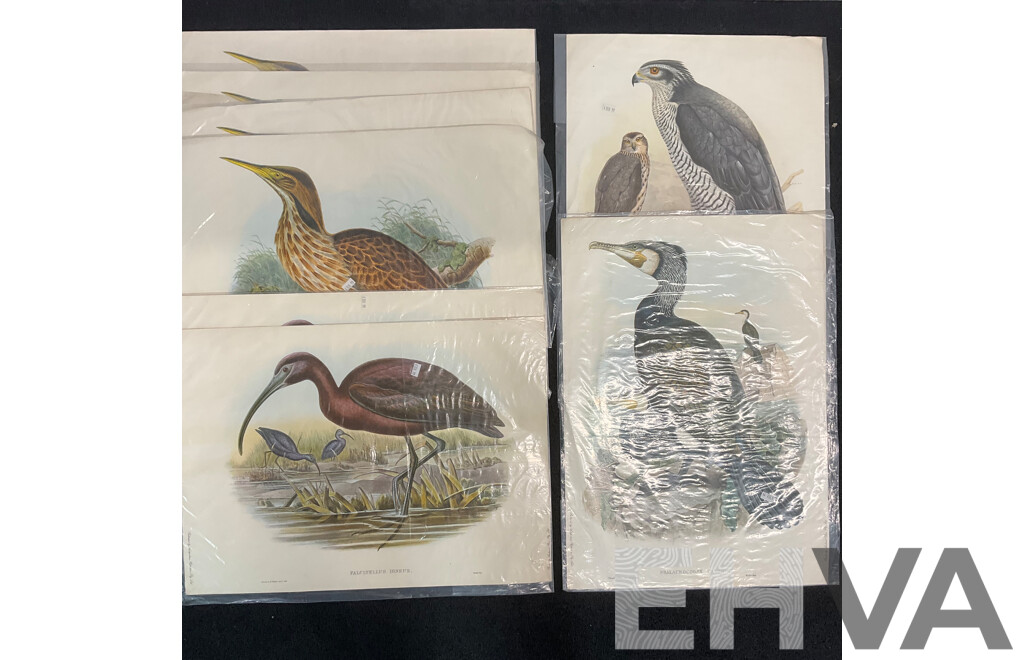 After John Gould (1804 - 1881) Glossy Ibis, Great Cormoant, Astur Palumbarius and American Bittern,  Late 20th-century Lithograph Prints, Published by Antipodean Publishers Pty Ltd and Printed by Ambascol Press Pty Ltd, Plate Size 38 × 52 Cm - Lot of 8