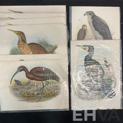 After John Gould (1804 - 1881) Glossy Ibis, Great Cormoant, Astur Palumbarius and American Bittern,  Late 20th-century Lithograph Prints, Published by Antipodean Publishers Pty Ltd and Printed by Ambascol Press Pty Ltd, Plate Size 38 × 52 Cm - Lot of 8