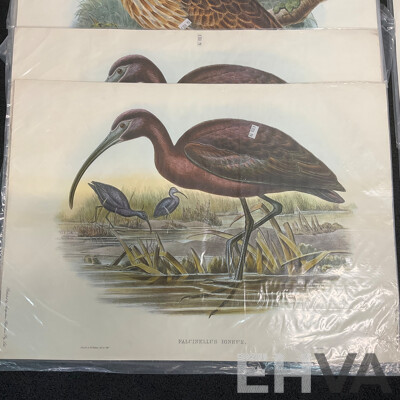 After John Gould (1804 - 1881) Glossy Ibis, Great Cormoant, Astur Palumbarius and American Bittern,  Late 20th-century Lithograph Prints, Published by Antipodean Publishers Pty Ltd and Printed by Ambascol Press Pty Ltd, Plate Size 38 × 52 Cm - Lot of 8