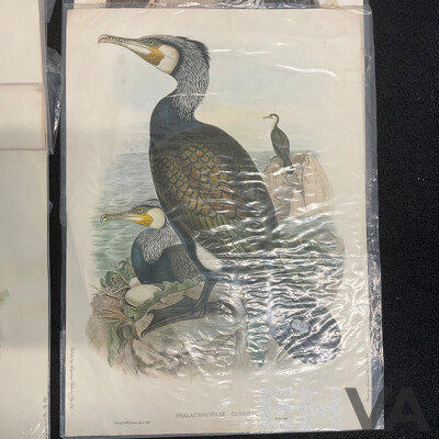 After John Gould (1804 - 1881) Glossy Ibis, Great Cormoant, Astur Palumbarius and American Bittern,  Late 20th-century Lithograph Prints, Published by Antipodean Publishers Pty Ltd and Printed by Ambascol Press Pty Ltd, Plate Size 38 × 52 Cm - Lot of 8