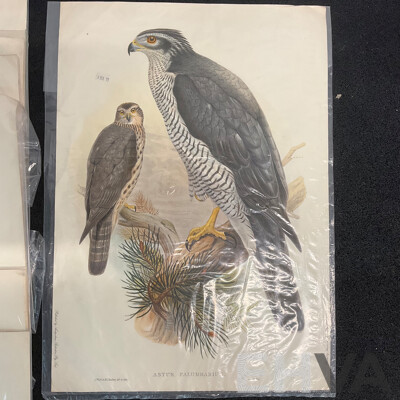 After John Gould (1804 - 1881) Glossy Ibis, Great Cormoant, Astur Palumbarius and American Bittern,  Late 20th-century Lithograph Prints, Published by Antipodean Publishers Pty Ltd and Printed by Ambascol Press Pty Ltd, Plate Size 38 × 52 Cm - Lot of 8