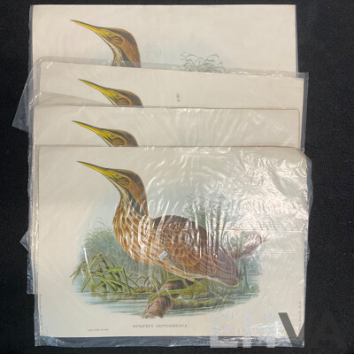 After John Gould (1804 - 1881) Glossy Ibis, Great Cormoant, Astur Palumbarius and American Bittern,  Late 20th-century Lithograph Prints, Published by Antipodean Publishers Pty Ltd and Printed by Ambascol Press Pty Ltd, Plate Size 38 × 52 Cm - Lot of 8