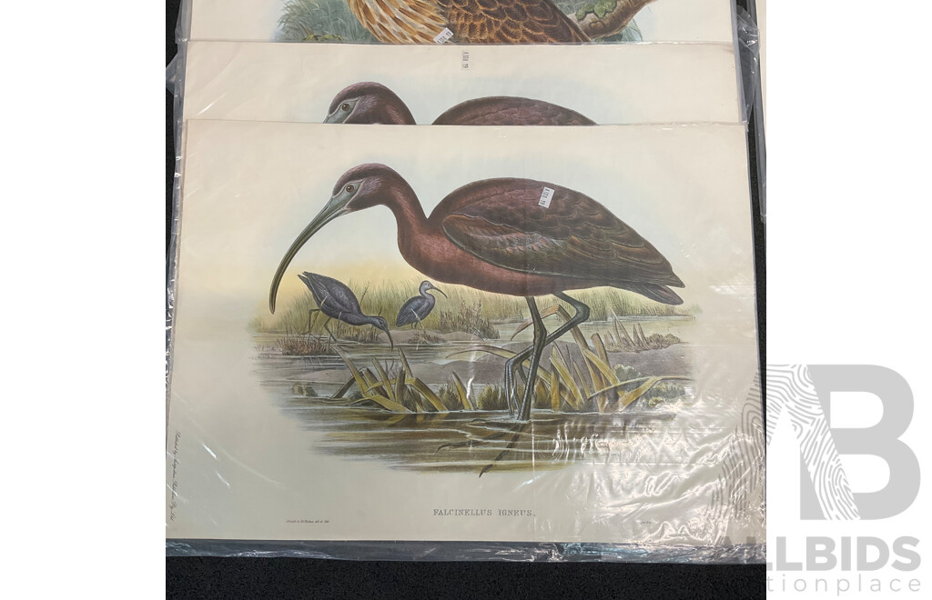 After John Gould (1804 - 1881) Glossy Ibis, Great Cormoant, Astur Palumbarius and American Bittern,  Late 20th-century Lithograph Prints, Published by Antipodean Publishers Pty Ltd and Printed by Ambascol Press Pty Ltd, Plate Size 38 × 52 Cm - Lot of 8