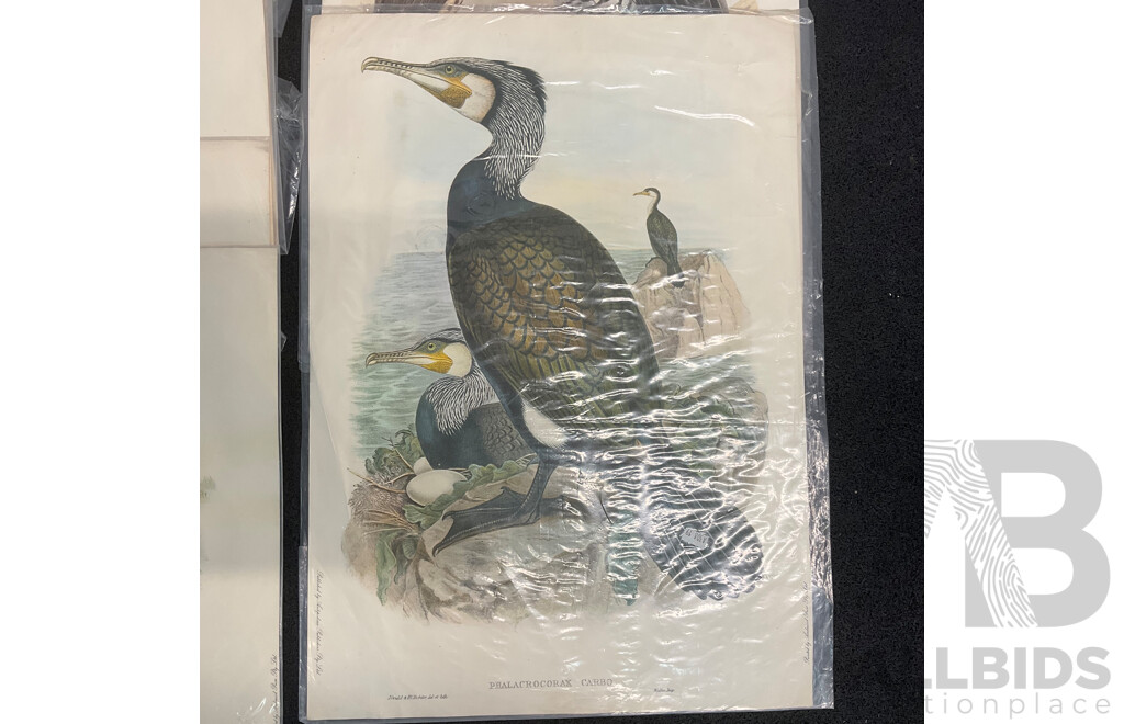 After John Gould (1804 - 1881) Glossy Ibis, Great Cormoant, Astur Palumbarius and American Bittern,  Late 20th-century Lithograph Prints, Published by Antipodean Publishers Pty Ltd and Printed by Ambascol Press Pty Ltd, Plate Size 38 × 52 Cm - Lot of 8