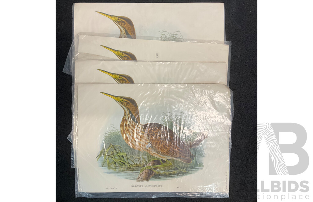 After John Gould (1804 - 1881) Glossy Ibis, Great Cormoant, Astur Palumbarius and American Bittern,  Late 20th-century Lithograph Prints, Published by Antipodean Publishers Pty Ltd and Printed by Ambascol Press Pty Ltd, Plate Size 38 × 52 Cm - Lot of 8