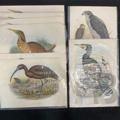 After John Gould (1804 - 1881) Glossy Ibis, Great Cormoant, Astur Palumbarius and American Bittern,  Late 20th-century Lithograph Prints, Published by Antipodean Publishers Pty Ltd and Printed by Ambascol Press Pty Ltd, Plate Size 38 × 52 Cm - Lot of 8