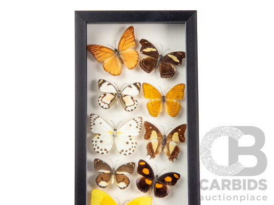 Collection of Mounted and Framed Tropical Butterflies