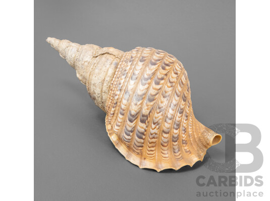 Large Vintage Triton's Trumpet Seashell