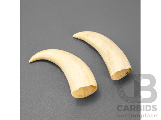 Pair of Vintage Boar's Tusks