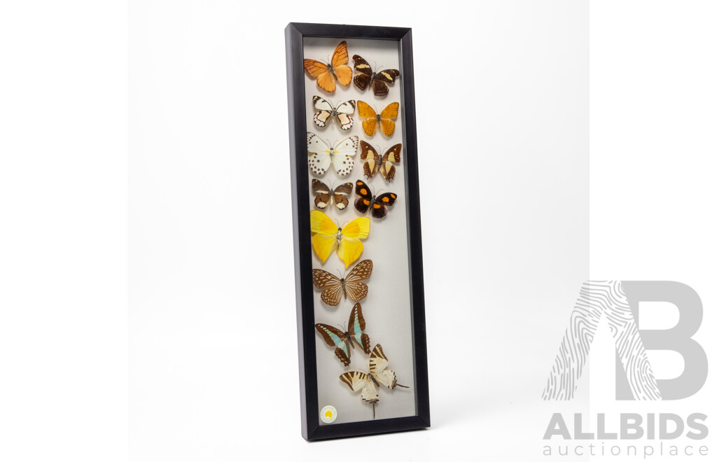 Collection of Mounted and Framed Tropical Butterflies