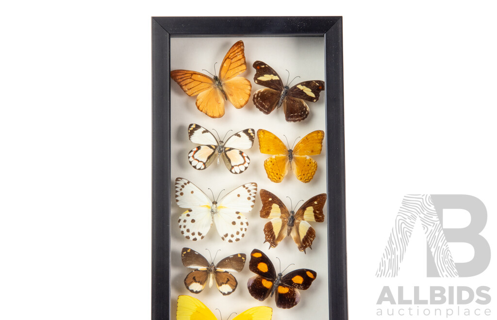 Collection of Mounted and Framed Tropical Butterflies