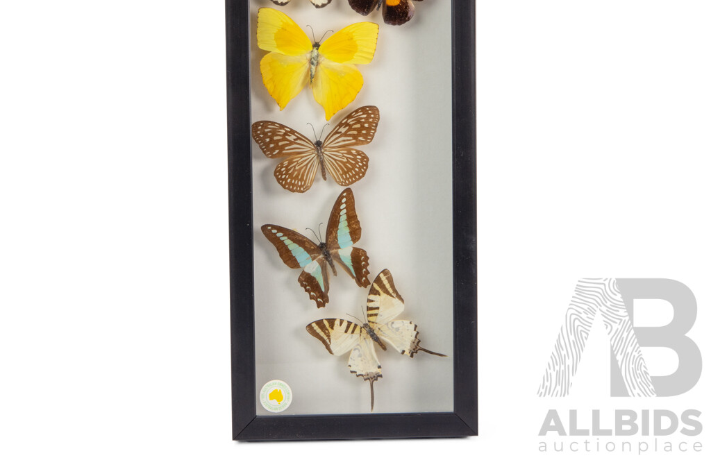 Collection of Mounted and Framed Tropical Butterflies