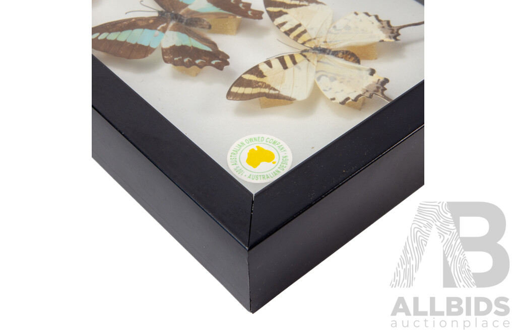 Collection of Mounted and Framed Tropical Butterflies