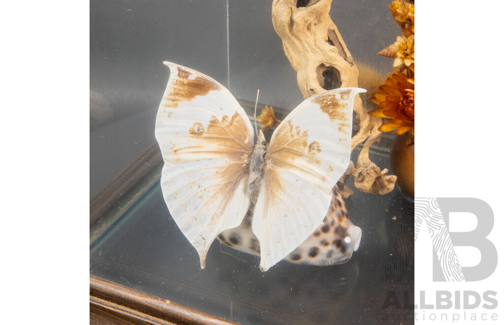 Vintage Glass Framed Diorama with Butterflies, Driftwood and Seashells