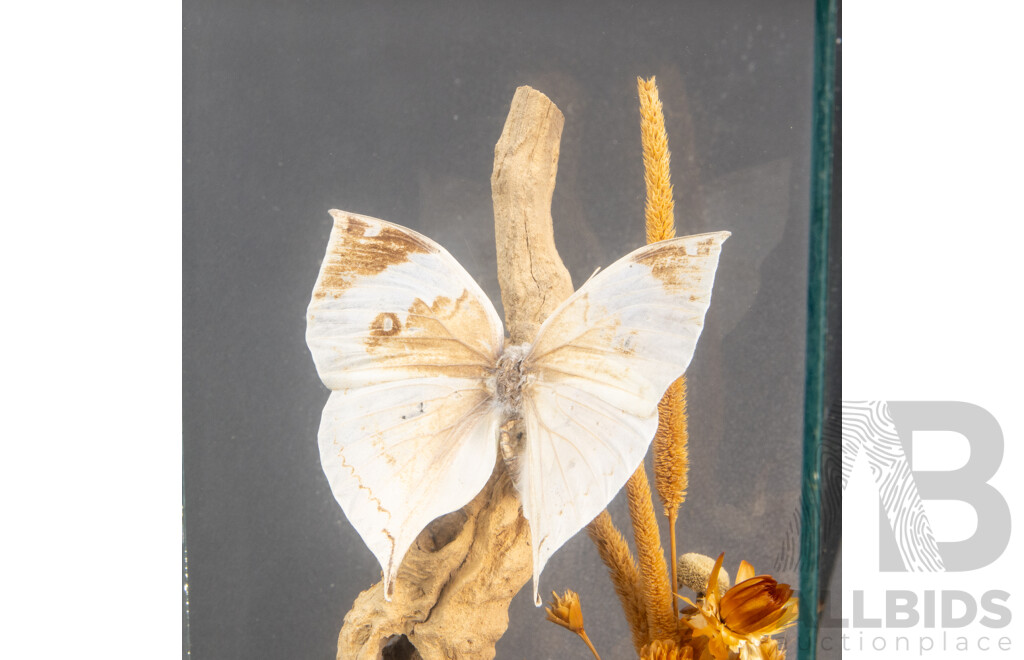 Vintage Glass Framed Diorama with Butterflies, Driftwood and Seashells