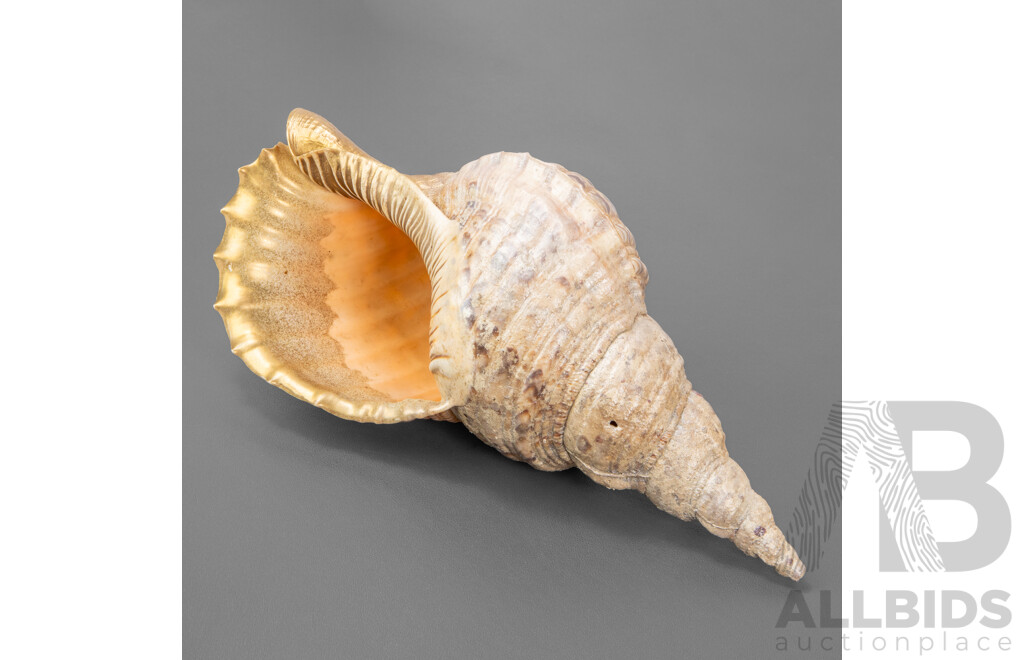 Large Vintage Triton's Trumpet Seashell