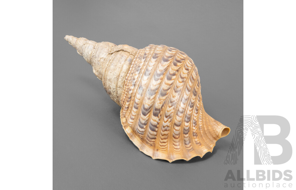 Large Vintage Triton's Trumpet Seashell