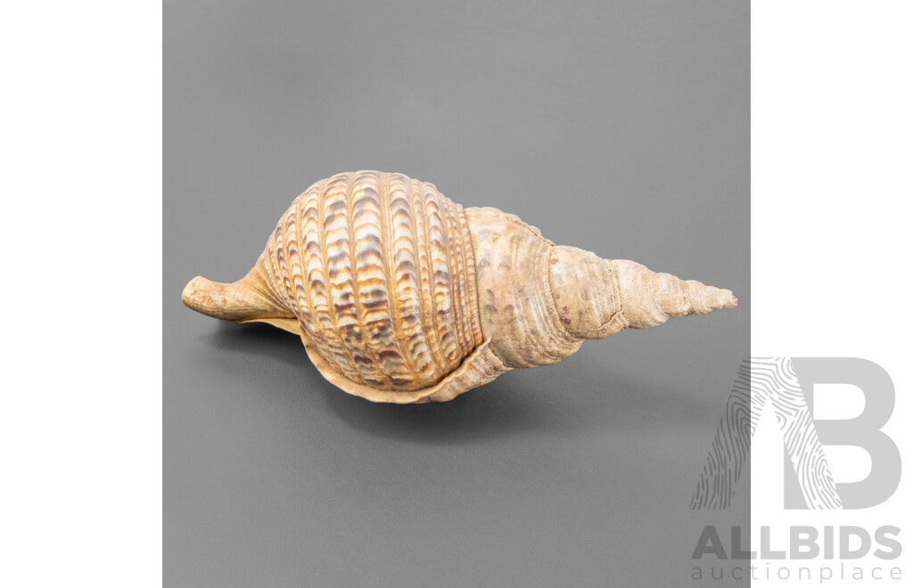 Large Vintage Triton's Trumpet Seashell