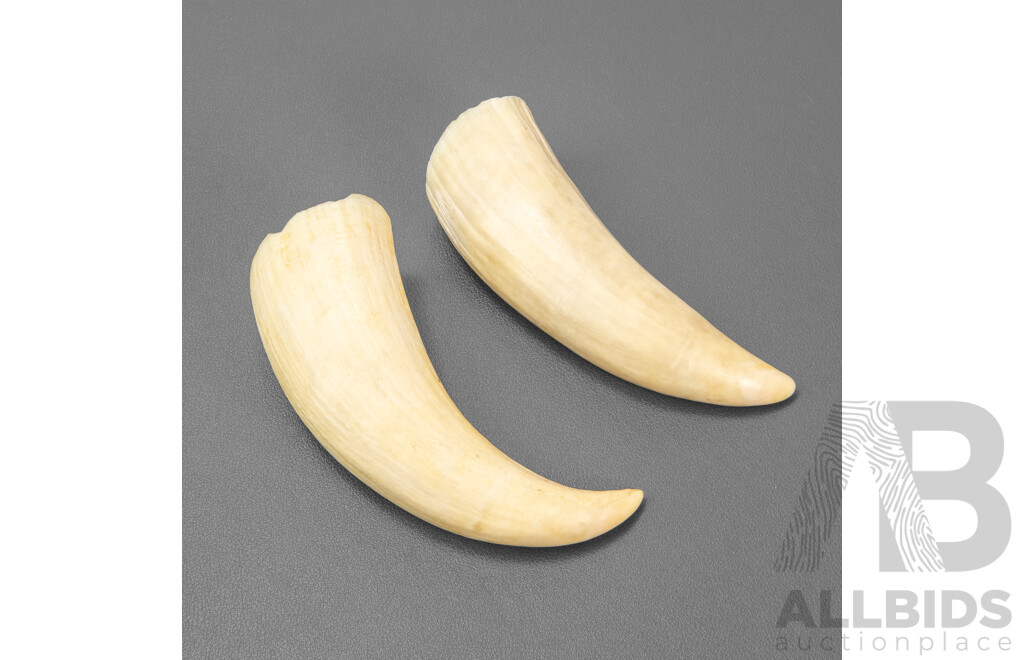 Pair of Vintage Boar's Tusks