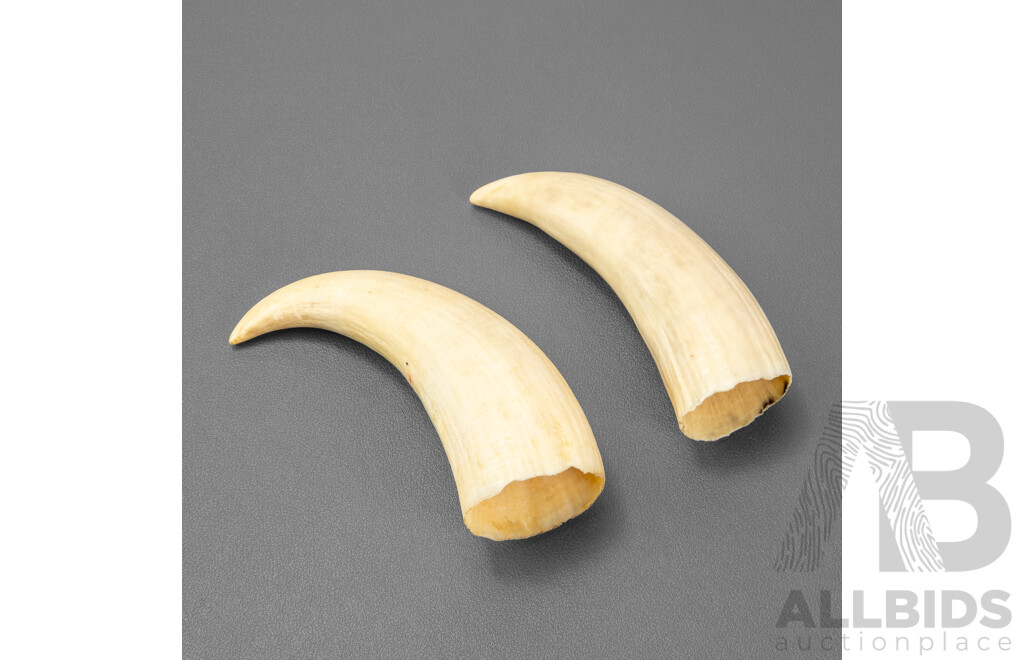 Pair of Vintage Boar's Tusks